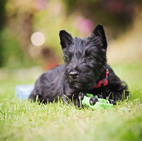 Scotty dogs - The Scottish Terrier (Scottish Gaelic: Abhag Albannach; also known as the Aberdeen Terrier), popularly called the Scottie, is a breed of dog. Initially one of the highland breeds of terrier that were grouped under the name of Skye Terrier, it is one of five breeds of terrier that originated in Scotland, the other four … See more